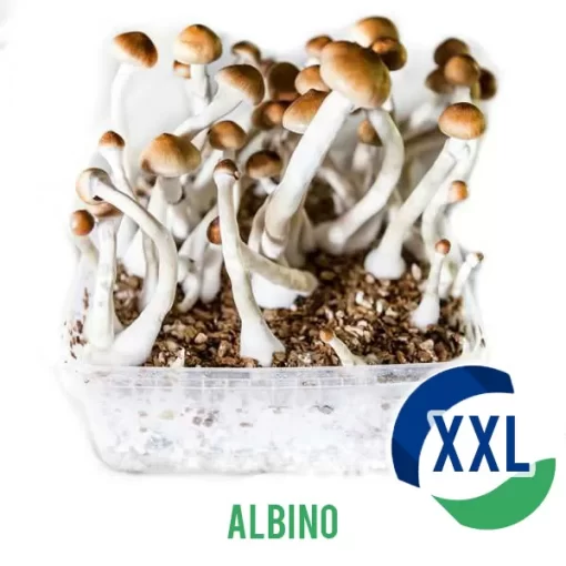 Buy Albino XL Mycelium Box – 2100 ML Australia