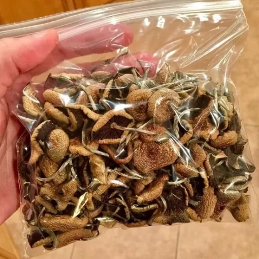 Buy Magic Mushrooms Australia