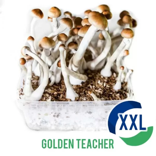 Buy Golden Teacher XL Mycelium box – 2100 ML Australia