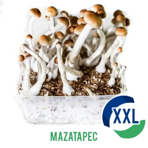 Buy Mazatapec XL Mycelium box – 2100 ML Australia