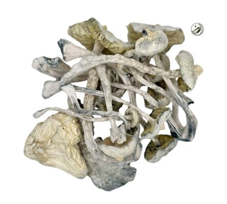 Buy Jedi Mind Fuck magic mushrooms online 