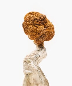 Blue Troops Magic Mushrooms