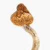 Order cloud walker 11 magic mushrooms online USA