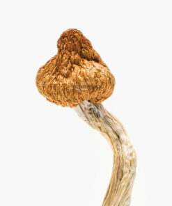 Order cloud walker 11 magic mushrooms online USA