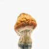 Malabar Coast Magic Mushroom online sale