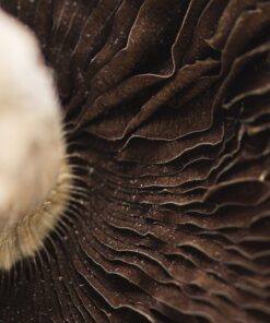 Order Mexican cubensis magic mushrooms