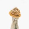 Buy Magic Mushroom Penis Envy in Cairns Au
