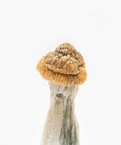 Buy Magic Mushroom Penis Envy in Cairns Au