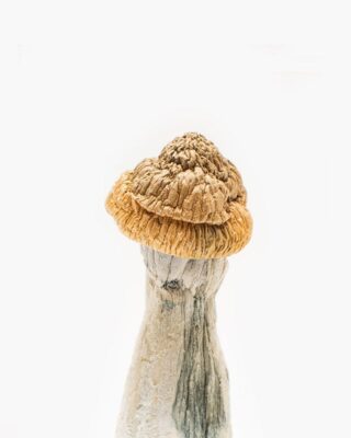 Buy Magic Mushroom Penis Envy in Cairns Au