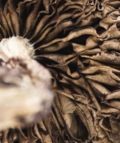 Tri Colour Ecuadorian magic mushroom for sale