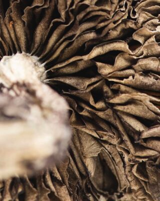 Tri Colour Ecuadorian magic mushroom for sale