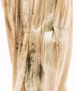 Order Tri Colour Ecuadorian magic mushroom in melbournr