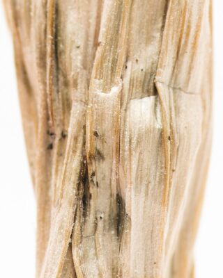 Order Tri Colour Ecuadorian magic mushroom in melbournr