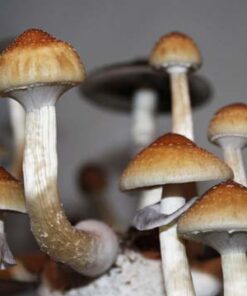 B+ Spores (B Plus Spores)