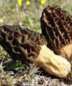 Black Morel Spores (Morchella Importuna)