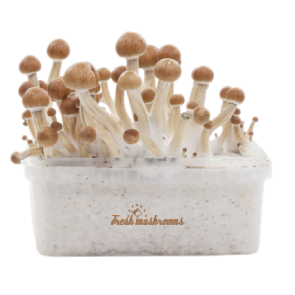 Fresh Mushrooms grow kit Amazon