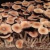 uy Huautla Oaxaca Spores mushrooms online in Victoria Australia