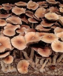 uy Huautla Oaxaca Spores mushrooms online in Victoria Australia