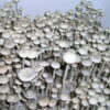 Buy Jamaica Mushroom Spores online in Australia