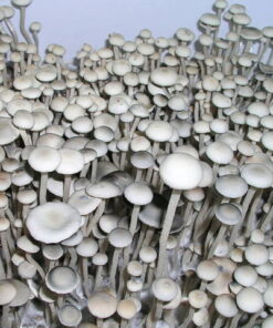 Buy Jamaica Mushroom Spores online in Australia