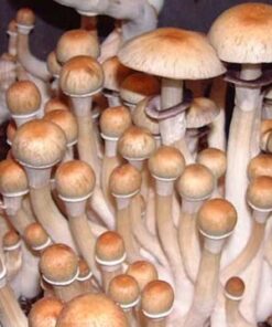 Keeper’s Creepers Spores