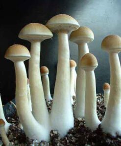 Nepal Chitwan Spores