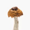 Buy Martinique magic mushrooms online in Australia