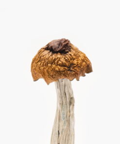 Buy Martinique magic mushrooms online in Australia