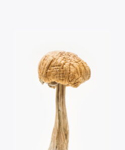 Buy Mexican cubensis magic mushrooms online Australia