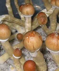 Pink Buffalo Spores (Hairy Buffalo Spores)