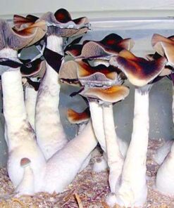 South Africa Transkei Spores