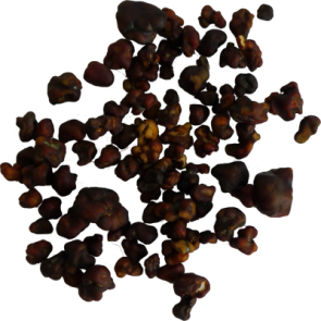 Magic Truffles Tampanensis